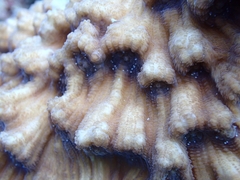 Mycedium elephantotus