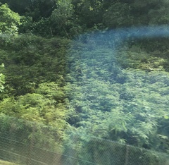 Dicranopteris linearis