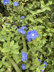 Evolvulus glomeratus