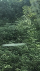 Dicranopteris linearis