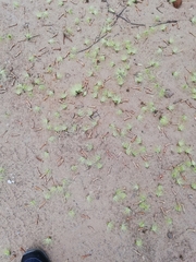 Eucalyptus cornuta