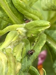 Poecilohetaerus aquilus