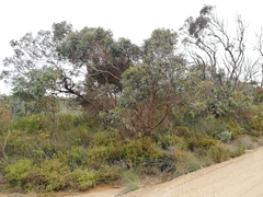 Eucalyptus cornuta
