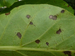 Ophiognomonia leptostyla