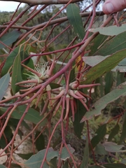 Eucalyptus cornuta