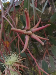 Eucalyptus cornuta