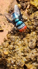 Chrysomya marginalis