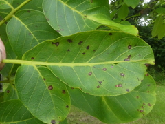Ophiognomonia leptostyla