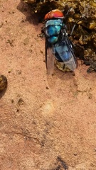 Chrysomya marginalis