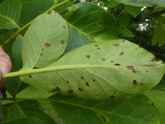 Ophiognomonia leptostyla