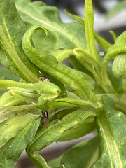 Poecilohetaerus aquilus