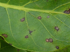 Ophiognomonia leptostyla