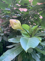 Solandra maxima