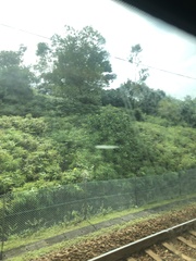 Dicranopteris linearis