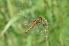 Diplacodes melanopsis