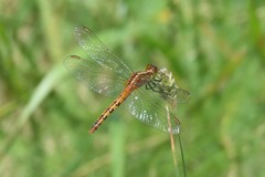 Diplacodes melanopsis
