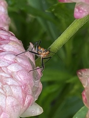 Gminatus