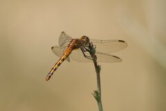 Diplacodes melanopsis
