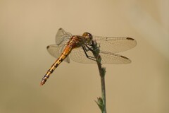 Diplacodes melanopsis