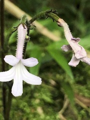 Streptocarpus