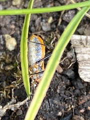 Gminatus