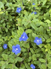 Evolvulus glomeratus