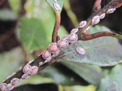 Ceroplastes floridensis
