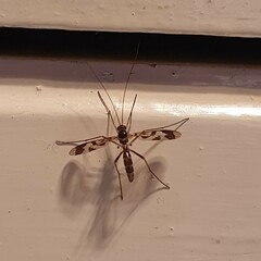 Macrocera decorosa