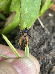 Gminatus