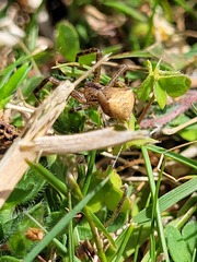 Sidymella