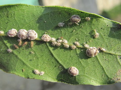 Ceroplastes floridensis