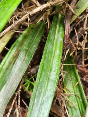 Celmisia graminifolia