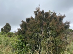 Coprosma crassifolia