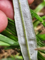 Celmisia graminifolia