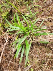 Celmisia graminifolia