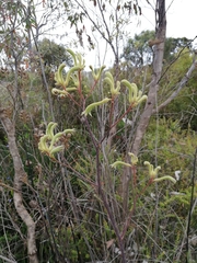 Anigozanthos flavidus