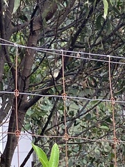 Acanthiza pusilla