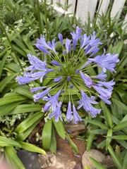 Agapanthus