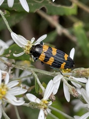 Buprestidae