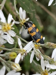 Buprestidae