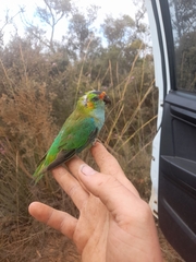 Parvipsitta porphyrocephala