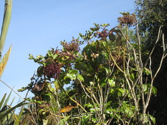 Pseudopanax laetus