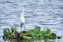 Ardea intermedia intermedia