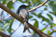 Dicrurus leucophaeus mouhoti