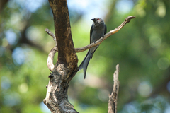 Dicrurus leucophaeus mouhoti