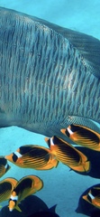 Chaetodon fasciatus