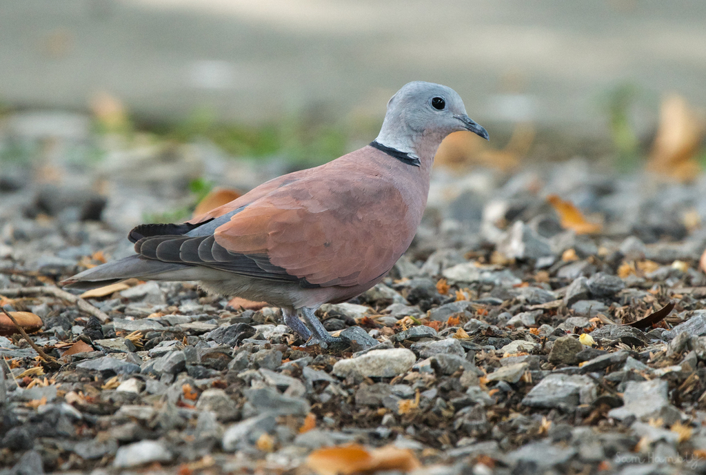 Turtle-Doves and Collared-Doves (Genus Streptopelia Turtle-Doves and Collared-Doves (Genus Streptopelia