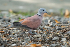 Streptopelia tranquebarica humilis