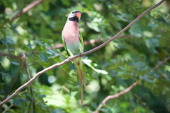 Psittacula alexandri fasciata