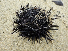 Heliocidaris crassispina